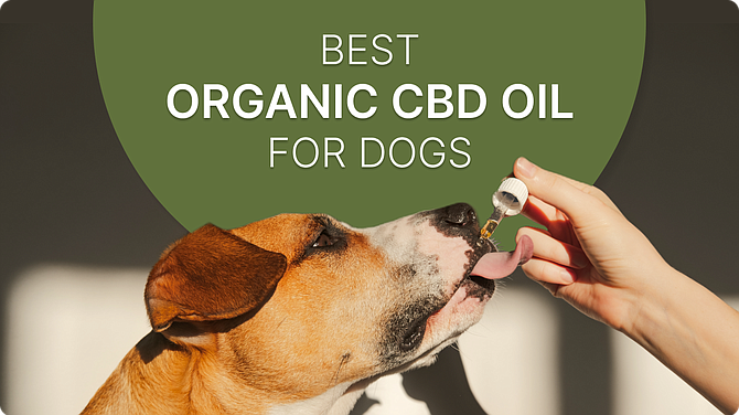 Organic-CBD-oil-BrianBarcenilla-SEO-Specialist