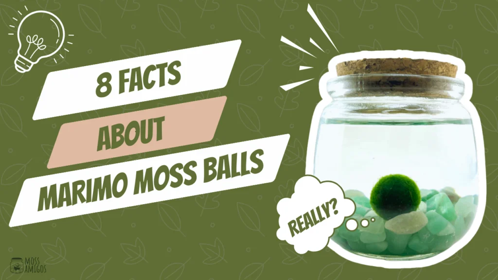 8-unexpected-facts-about-marimo-moss-balls