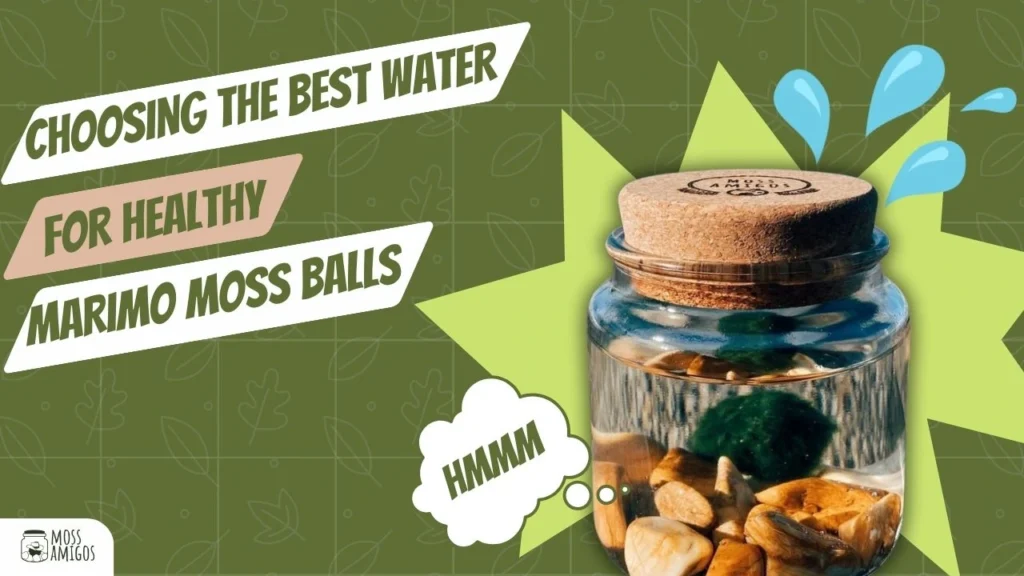 choosing-the-best-water-for-healthy-marimo-moss-ball