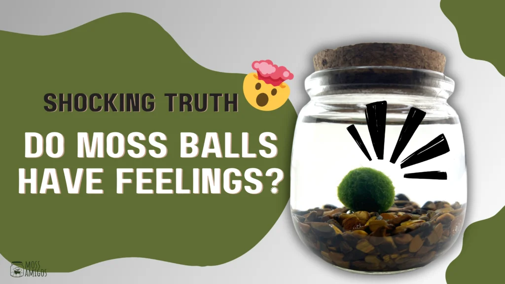 do-moss-balls-have-feelings