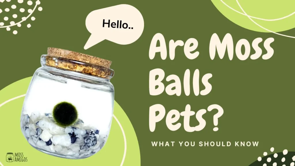 are-moss-ball-pets