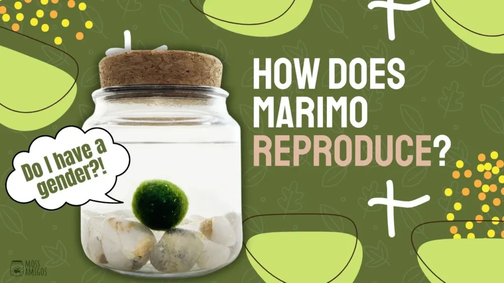 how-does-marimo-reproduce