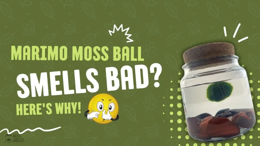 marimo-moss-ball-smells-bad