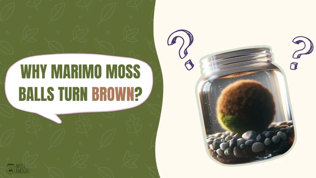 why-marimo-moss-ball-turn-brown