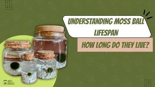 moss ball lifespan
